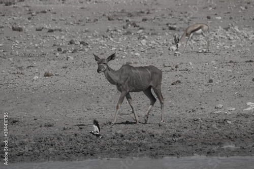 Greater Kudu at the waterhole  Etosha national park  Namibia  Africa 