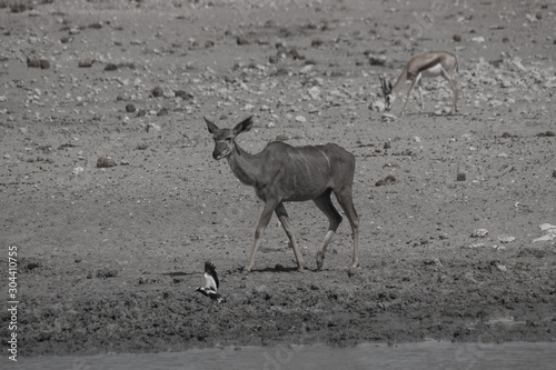 Obraz na płótnie Greater Kudu at the waterhole, Etosha national park, Namibia, Africa w salonie