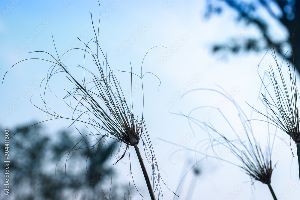 Fototapeta Dried tall grass against blue sky blur background
