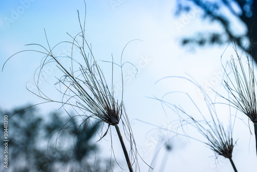 Dried tall grass against blue sky blur background