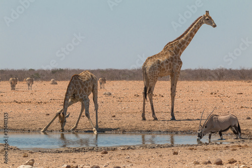 Giraffes drinking and eating, Etosha national park, Namibia, Africa