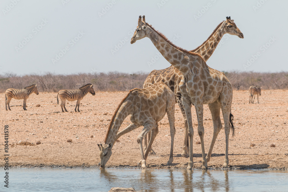 Obraz premium Giraffes drinking and eating, Etosha national park, Namibia, Africa