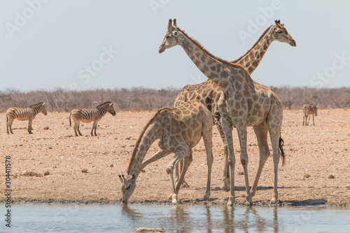 Giraffes drinking and eating, Etosha national park, Namibia, Africa