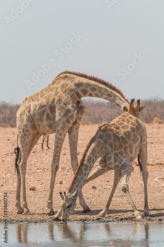 Fototapeta Naklejka Na Ścianę i Meble -  Giraffes drinking and eating, Etosha national park, Namibia, Africa