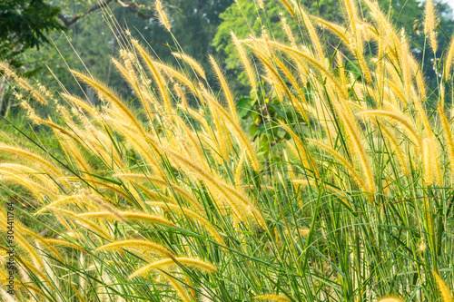 Tall lalang grass flower field  background blur bokeh.