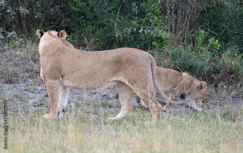 Lioness watches cub