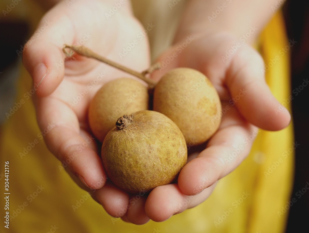 Closeup photo of three longan fruits in kid's hands. Dragon eye fruit. Closeup photo of three longan fruits in kid's hands. Dragon eye fruit.