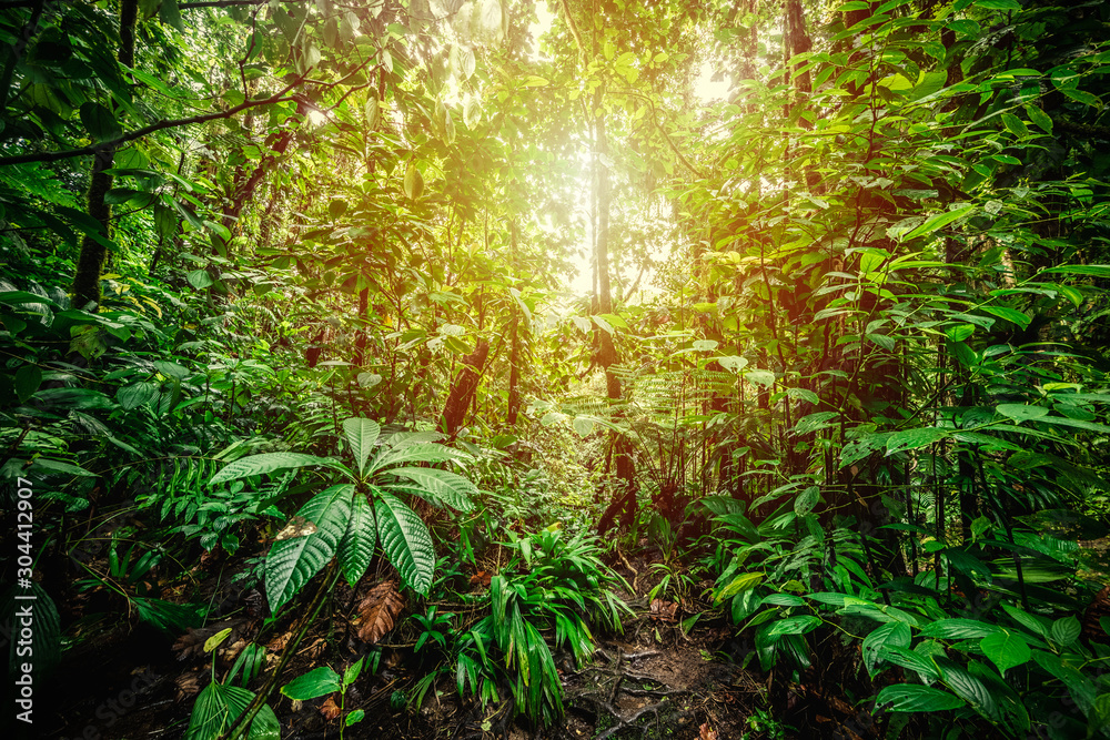 Basse Terre jungle in Guadeloupe