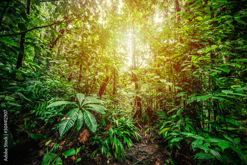 Dżungla Basse Terre na Gwadelupie