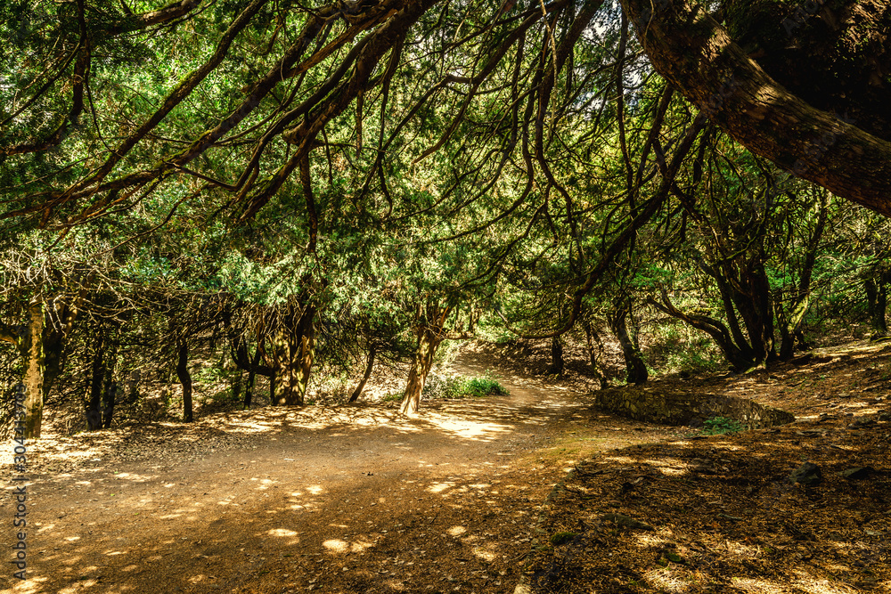Fototapeta premium Trees in Badde Salighes wood