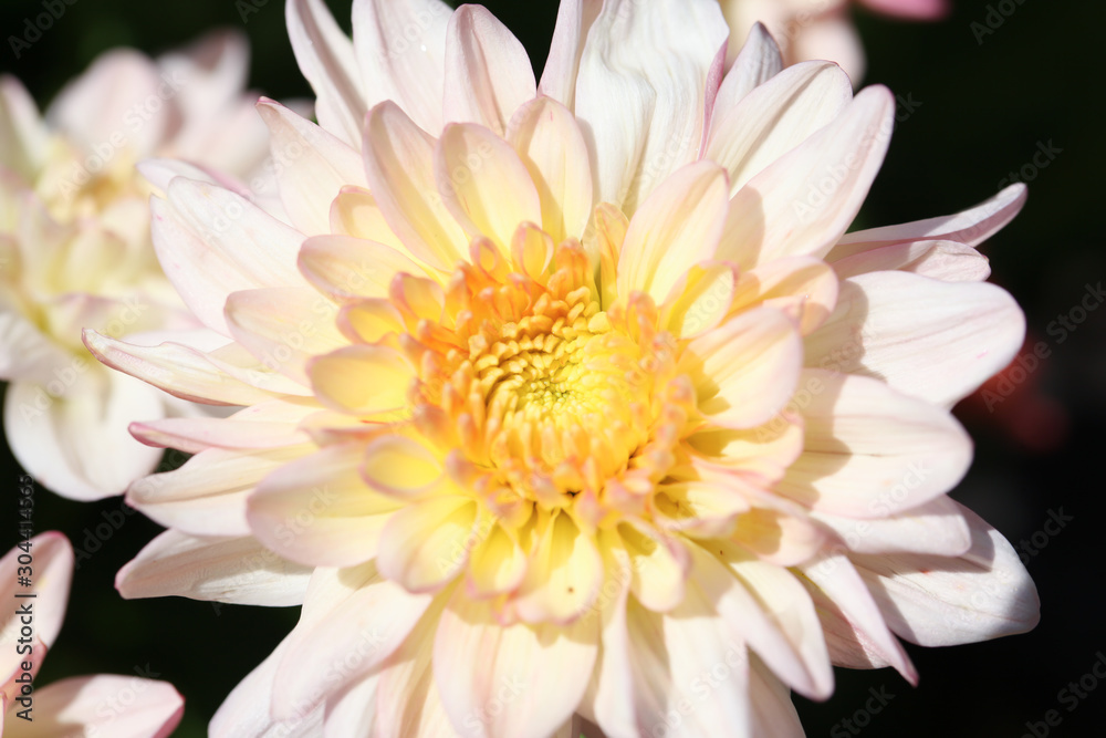 Fototapeta premium White Chrysanthemum flower head macrophotography