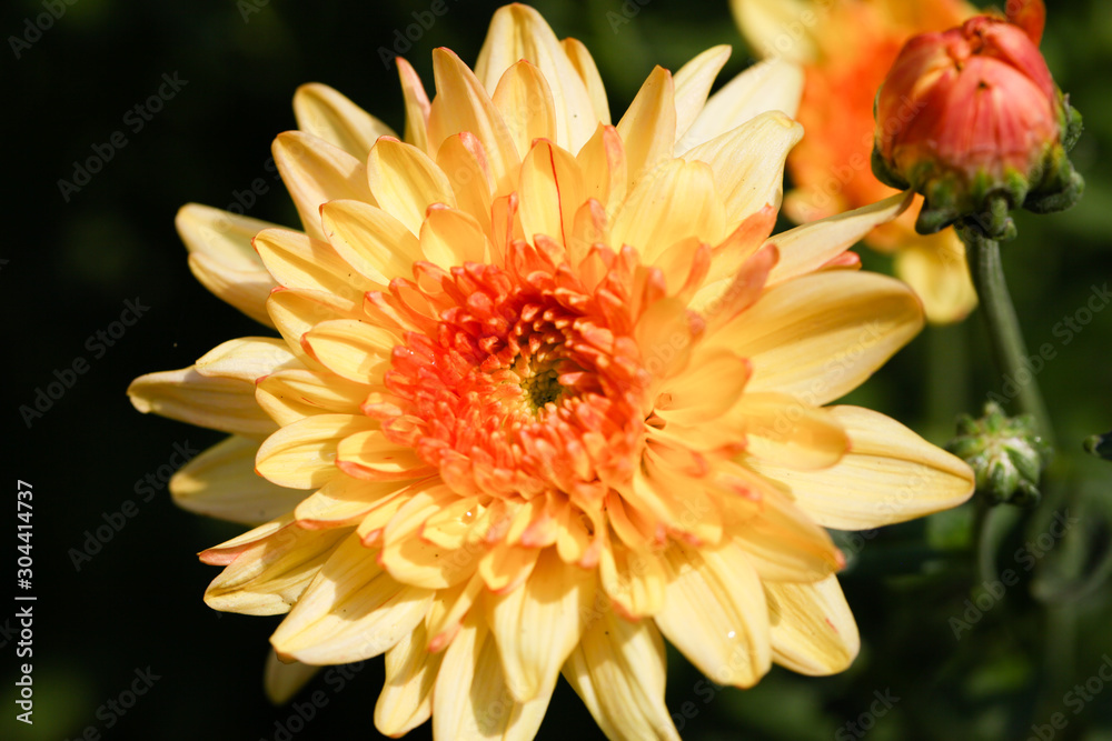 Yellow Chrysanthemum flower head macrophotography Yellow Chrysanthemum flower head macrophotography