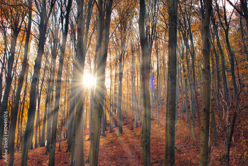 Sunbeams illuminating the magical autumn forest in   b  nya  Hungary