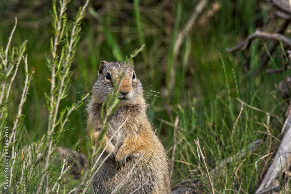 Obraz premium ground squirrel in the park