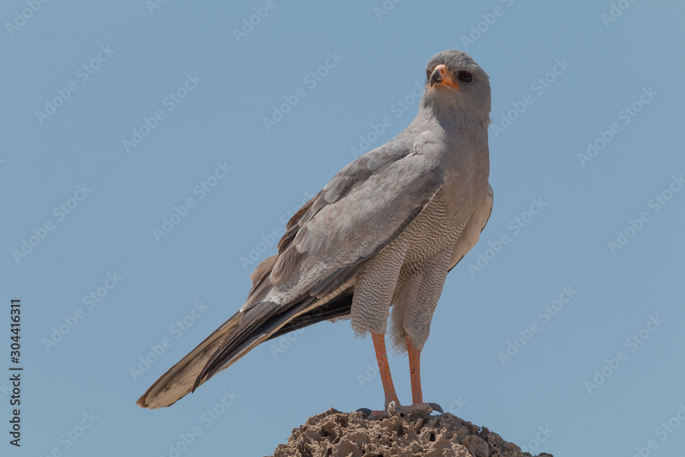 Pale chanting goshawk on a branch, Namibia, Africa Pale chanting goshawk on a branch, Namibia, Africa