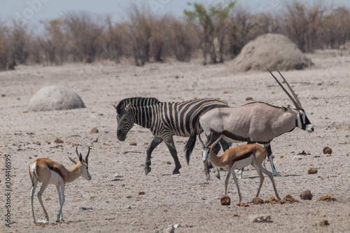 Fototapeta Naklejka Na Ścianę i Meble -  Oryx ant other animals in the shrubland, Etosha national park, Namibia, Africa	