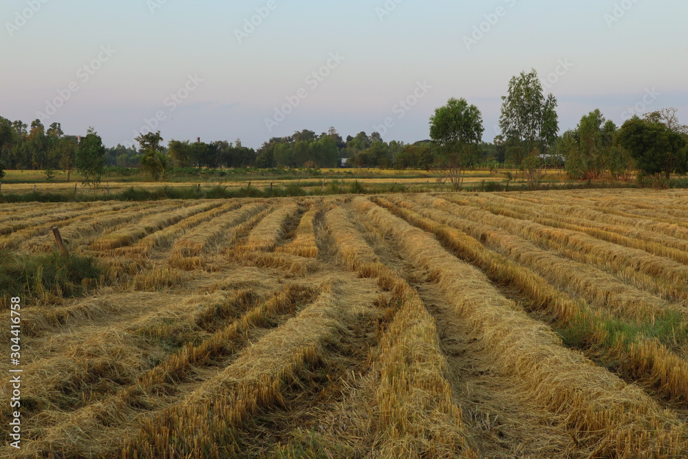 Rice stubble in a field