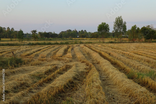 Rice stubble in a field