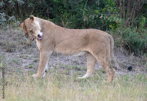 Lioness standing cleaning herself