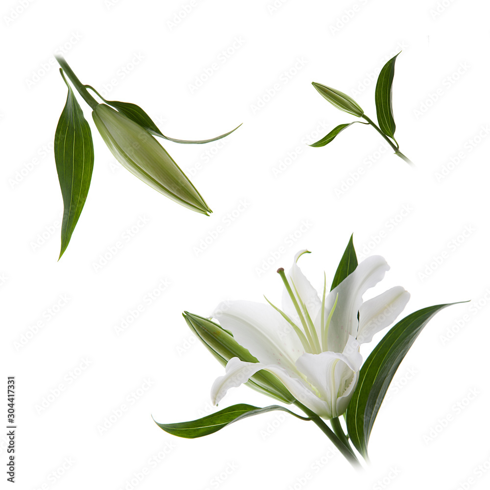 fondo de flores azucenas con un fondo aislado fondo de flores azucenas con un fondo aislado