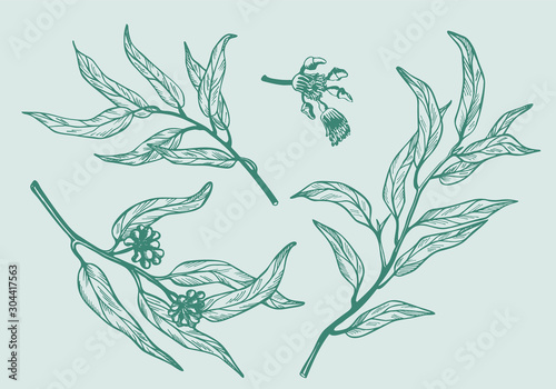 Set of eucalyptus branches on white background. Hand drawn botanical illustration with green contour lines in vector. Monochrome floral elements fot textile and wallpaper.