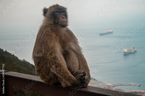 Mono pensativo frente al mar en gibraltar © vlad