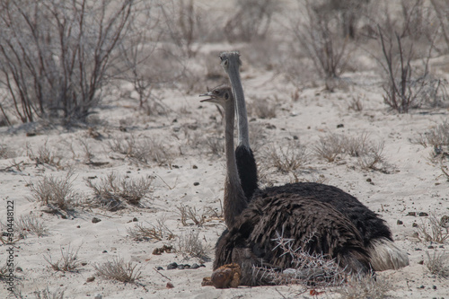 Common Ostrich in the Etosha park  Namibia  Africa