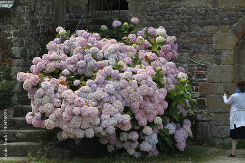 Hydrangea