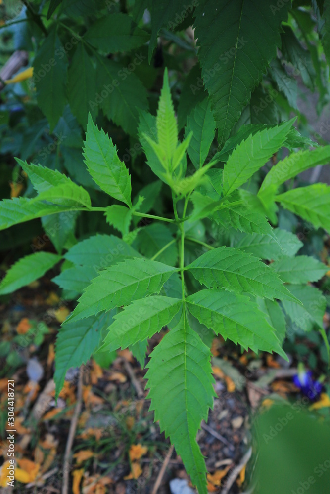 greenleaves nature texture light beautiful greenleaves nature texture light beautiful
