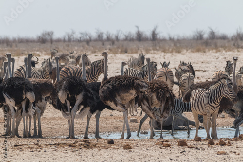 Burchells zebras and common ostrich at the waterhole, Etosha national park, Namibia, Africa