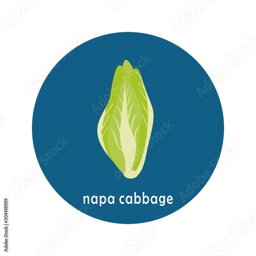 Vector green napa cabbage or chinese cabbage   icon isolated on white background.  Flat blue circle icon with vegetable. Healthy food. 