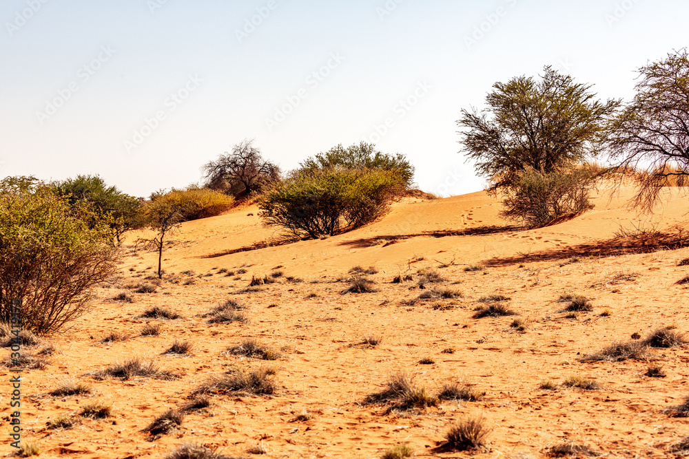 The kalahari desert in Namibia, Africa The kalahari desert in Namibia, Africa