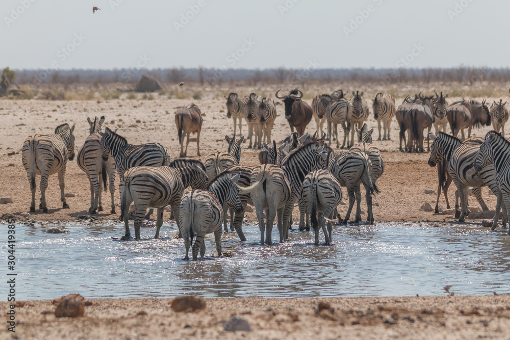 Plains zebra in the Etosha park, Namibia, Africa Plains zebra in the Etosha park, Namibia, Africa