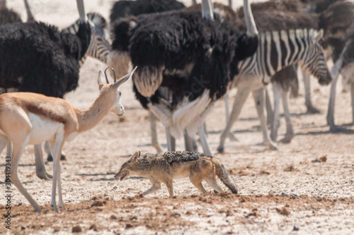 Black backed jackal walking to the waterhole through other animals  Etosha national park  Namibia  Africa