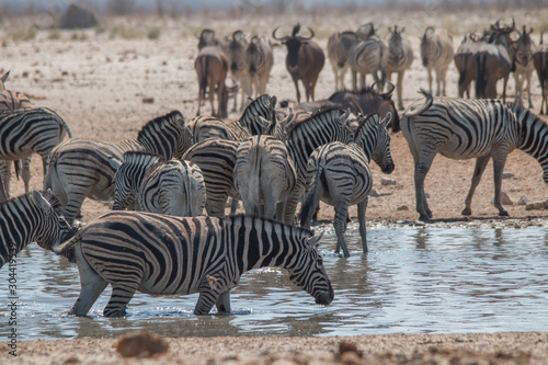 Plains zebra in the Etosha park, Namibia, Africa