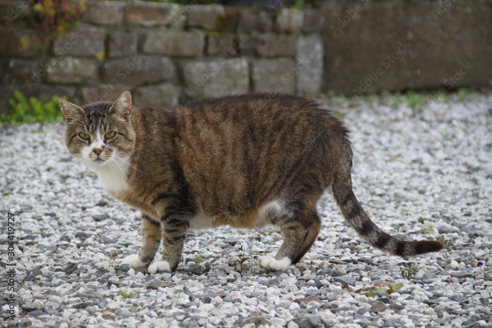 Obraz premium chats qui jouent