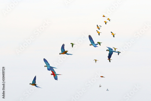 Colorful flock of parrot flying in the sky  Freedom concept