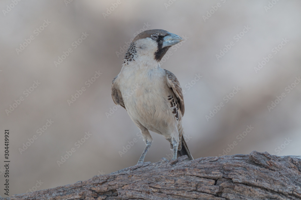Sociable weaver bird on a branch, Etosha park, Namibia, Africa Sociable weaver bird on a branch, Etosha park, Namibia, Africa