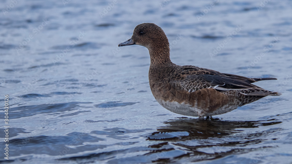 Canard Siffleur Canard Siffleur