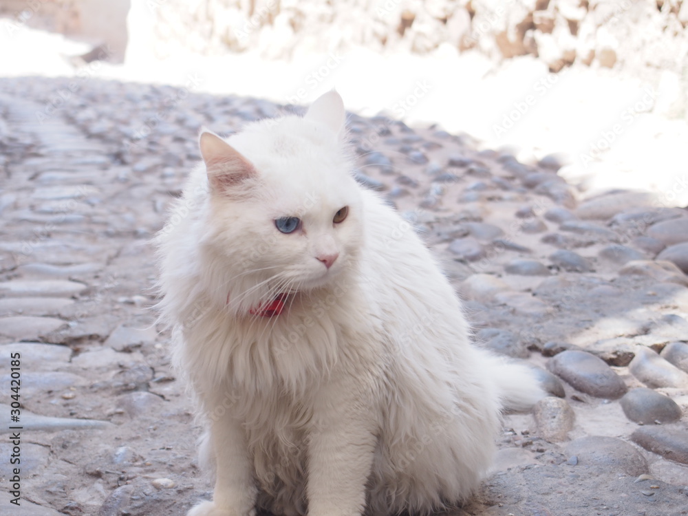 Cute white cat with odd-eye eyes, Cusco, Peru