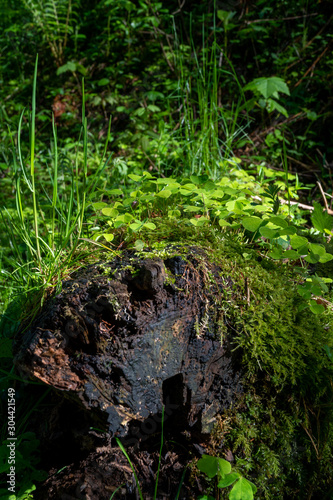 Green clover on a tree trunk during sunshine