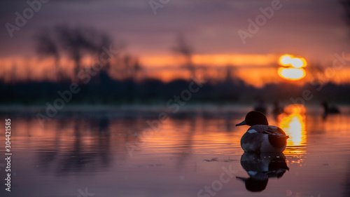 Lever de Soleil Canard