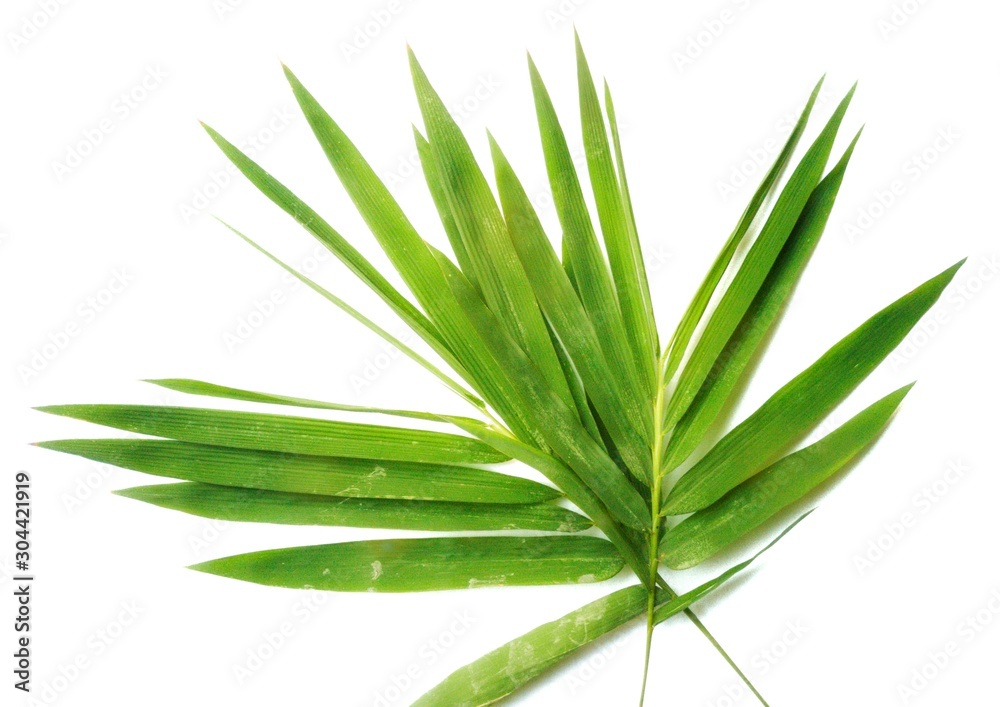 Fototapeta premium Bamboo leaves on white background