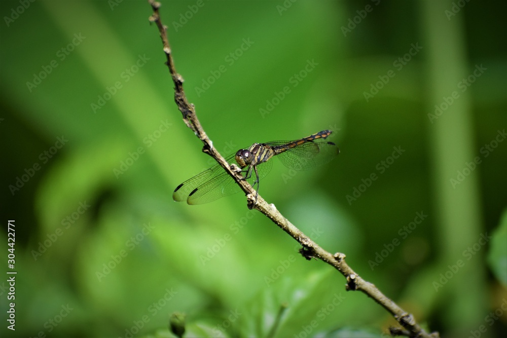 dragonfly on barbed wire