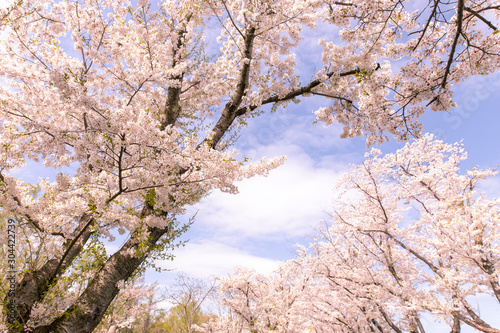 満開の桜 厚田村