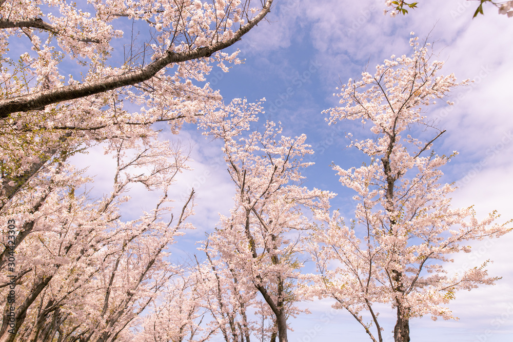 満開の桜 厚田村 満開の桜 厚田村