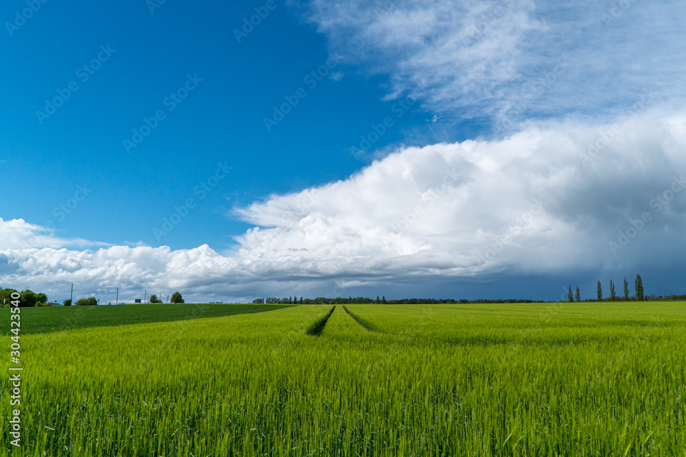 Dark and light colored green field and blue sky with clouds
