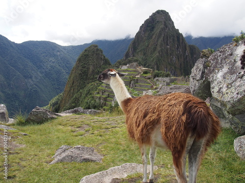 Llama standing in front of ancient Inca town of Machu Picchu with Huayna Picchu Mountain in the background, Ruins of Inca Empire city, Peru