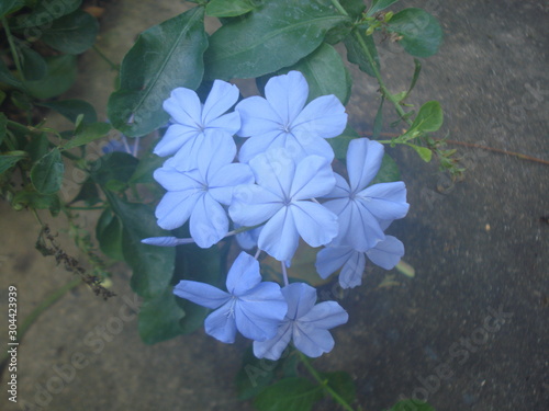 Close up small purple flowers. Group of small flower bloomon background photo