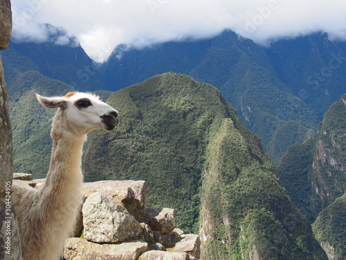 Llama peeking out from the wall of the ruins with a spectacular view behind it, Ruins of Inca Empire city, Machu Picchu, Peru © Mithrax